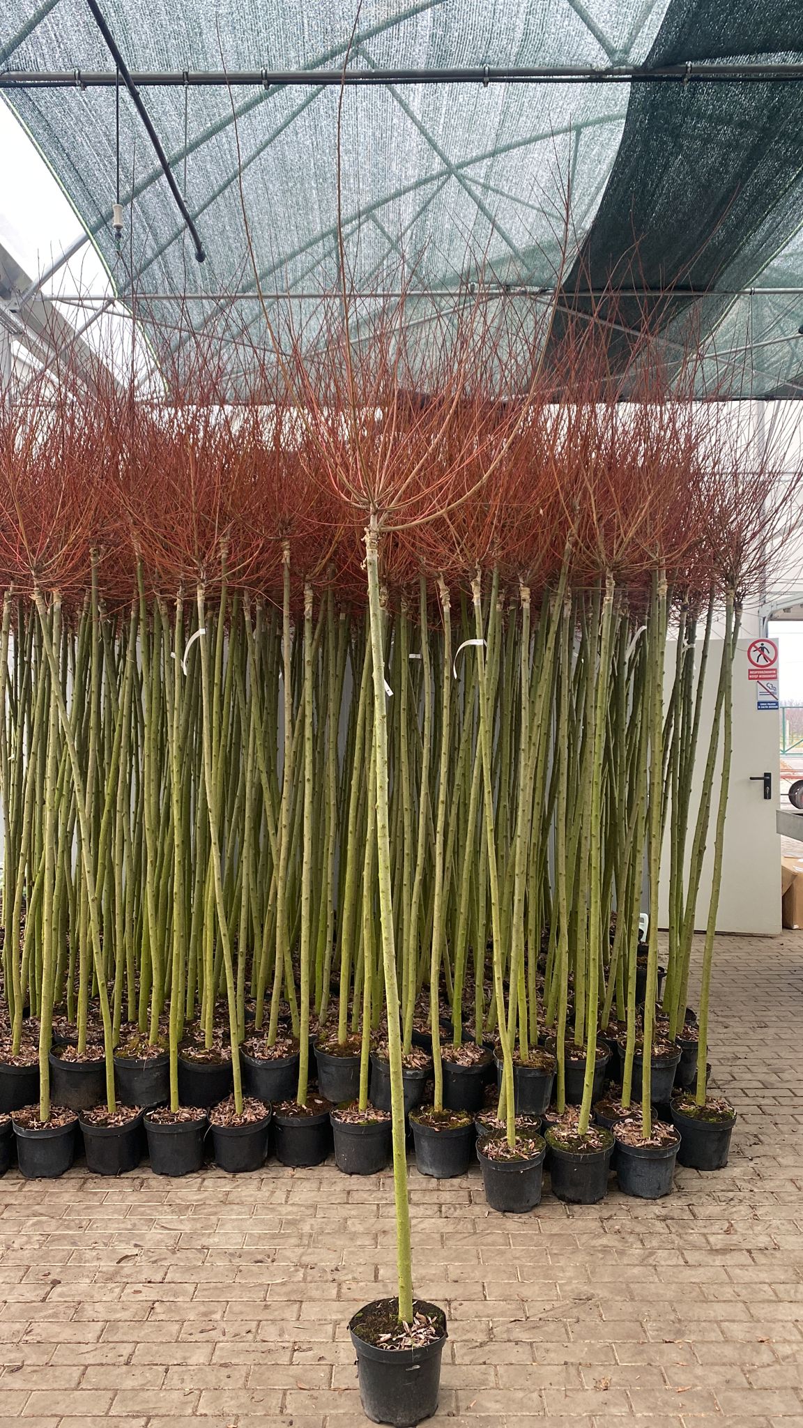 Ива цельнолистная Хакуро Нишики штамб 120